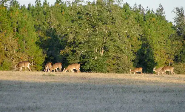St Johns River Campground